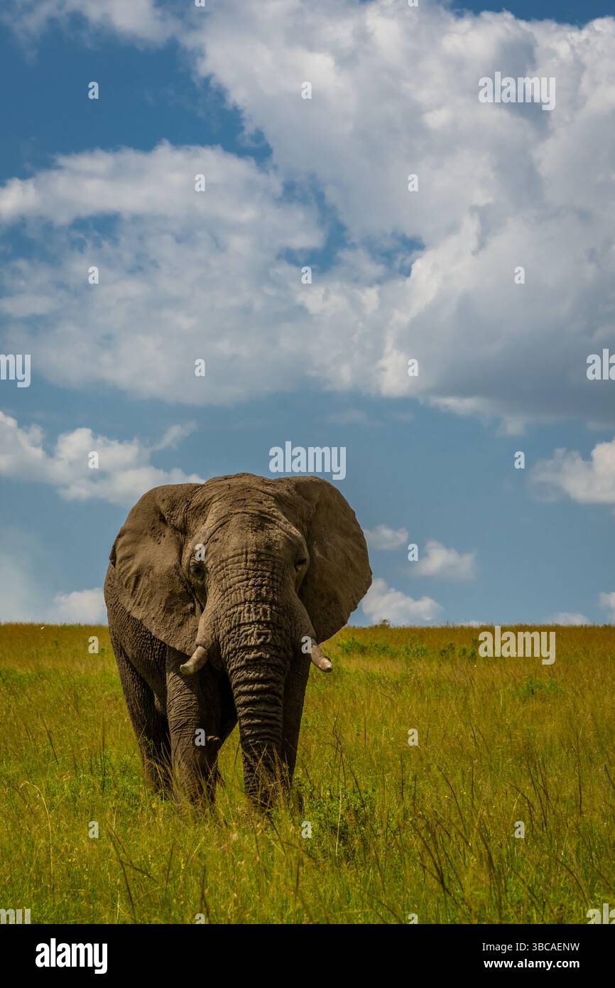 Elefant in der Savanne, der im Gras läuft. Stockfoto