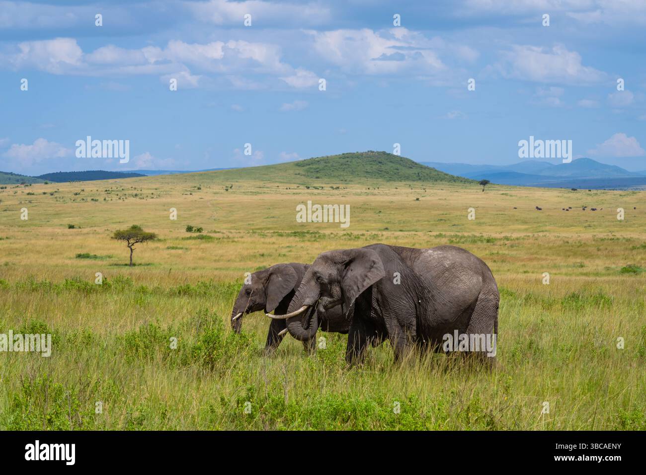 Elefant in der Savanne, der im Gras läuft. Stockfoto