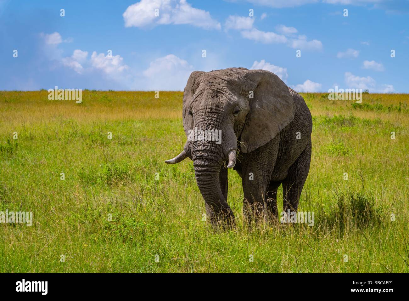 Elefant in der Savanne, der im Gras läuft. Stockfoto