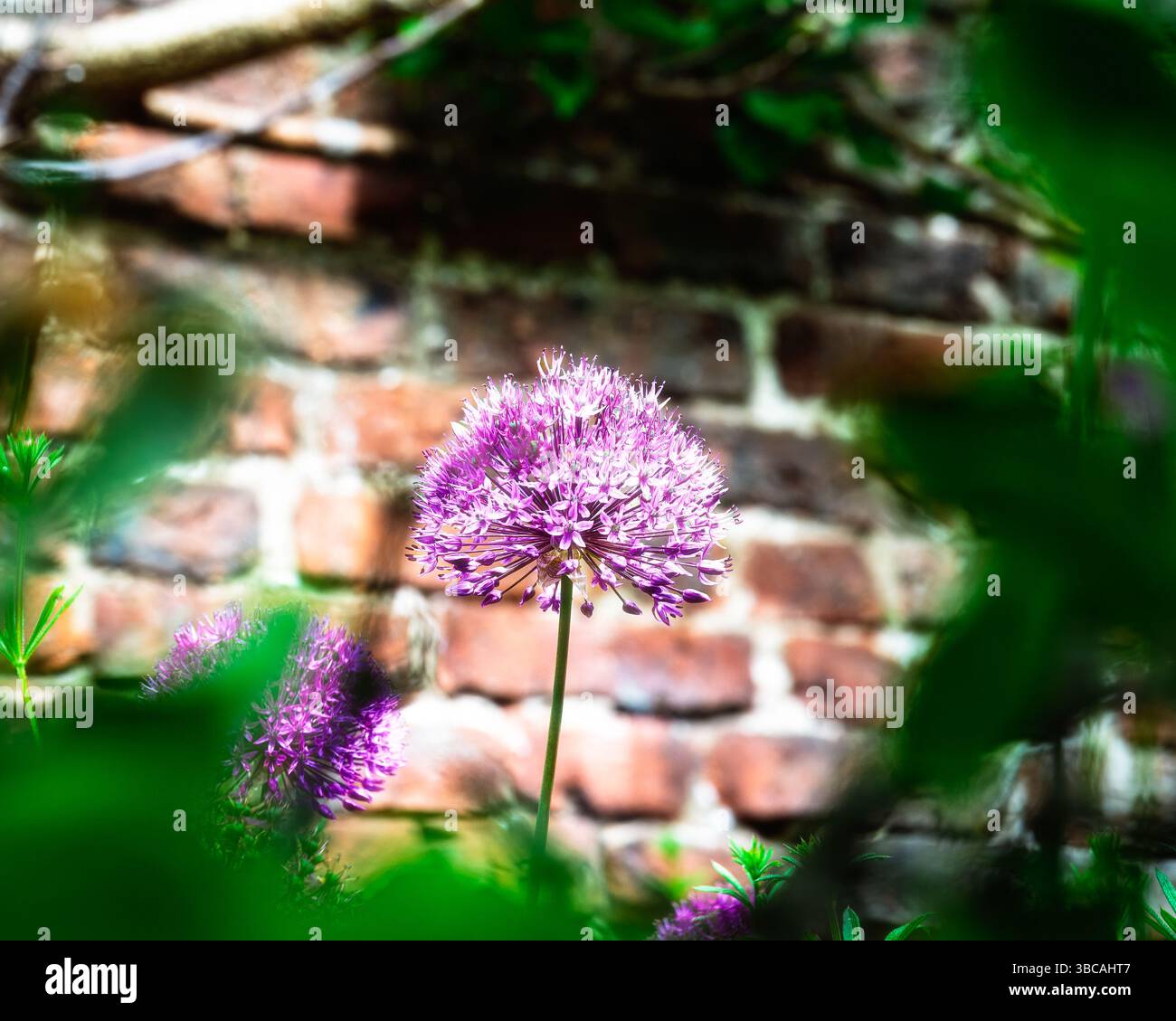 Allium Flowers, Northumberland, Frühling, Mai 2025 Stockfoto