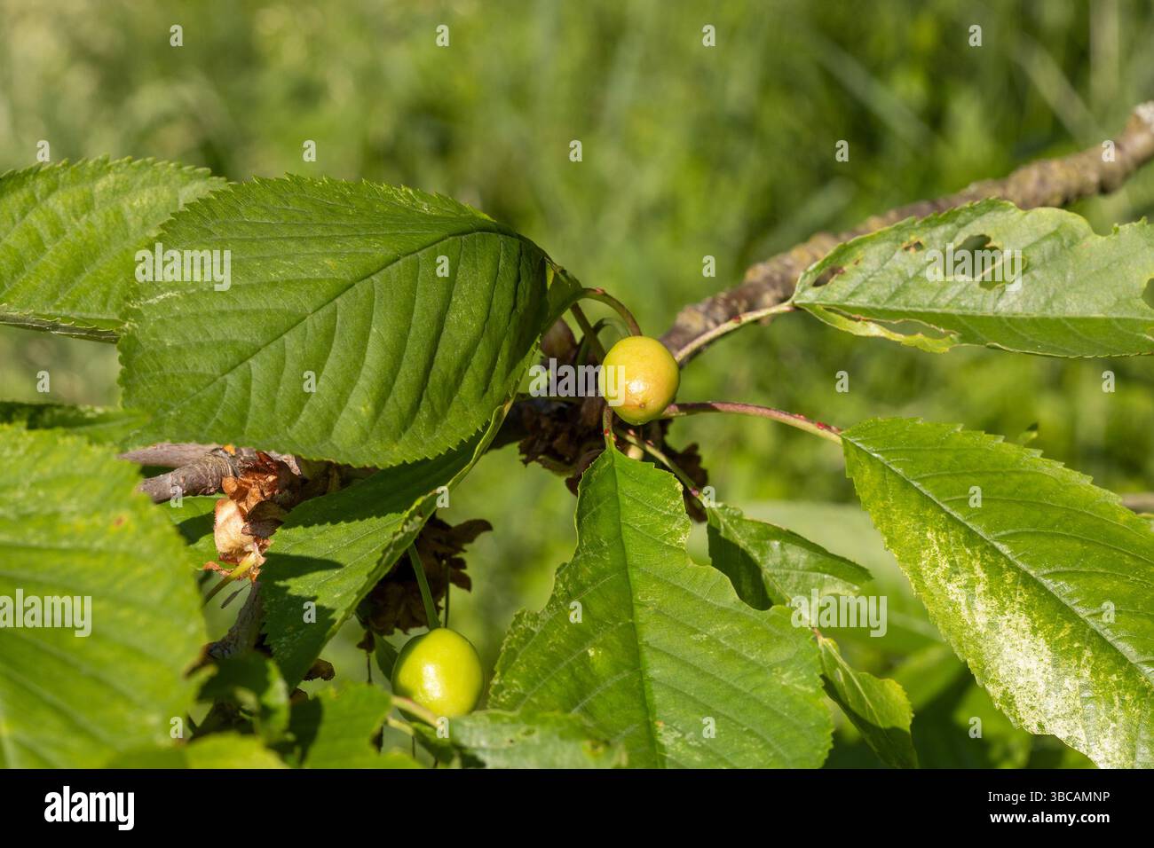 Unreife Früchte von Prunus avium (Wildkirsche, Süßkirsche, Gean) Stockfoto