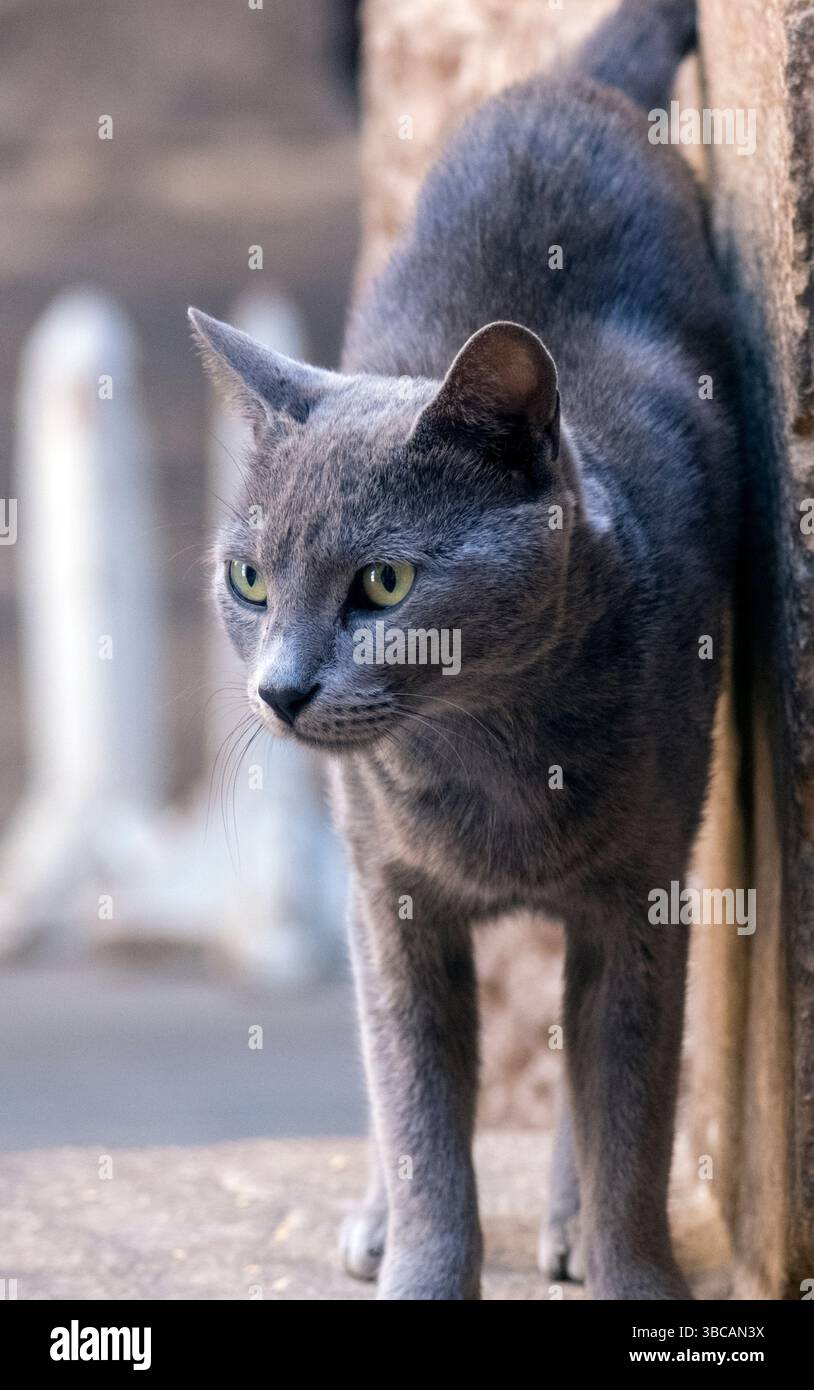Katze im Philae Tempel, Assuan, Ägypten Stockfoto