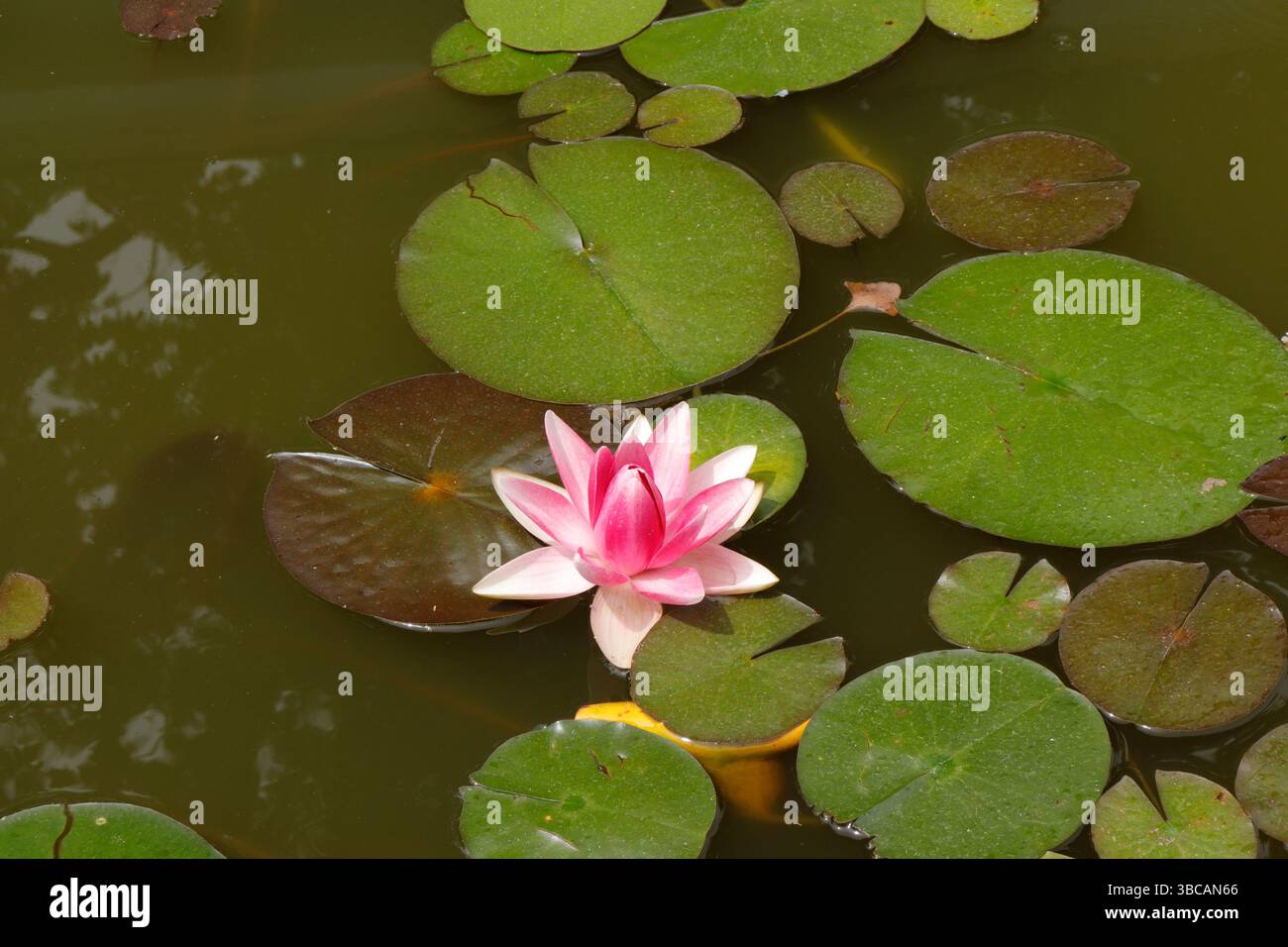 Rosa Lotusblume Stockfoto