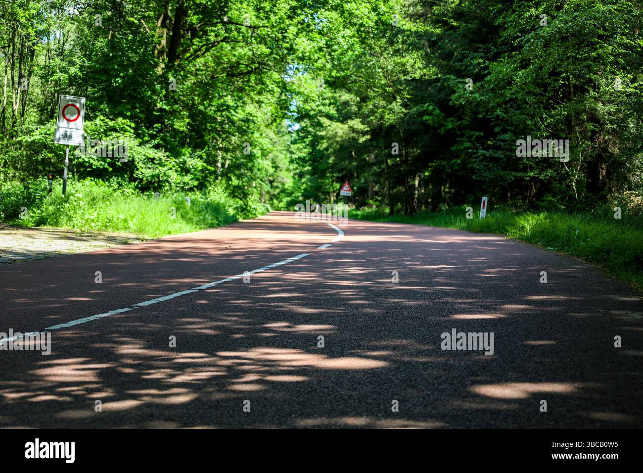 Ein Radweg, der durch den Wald führt Stockfoto