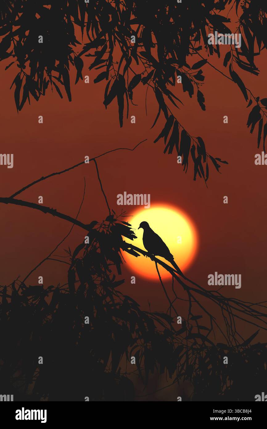 Einsamer Vogel wartet in der untergehenden Sonne Stockfoto