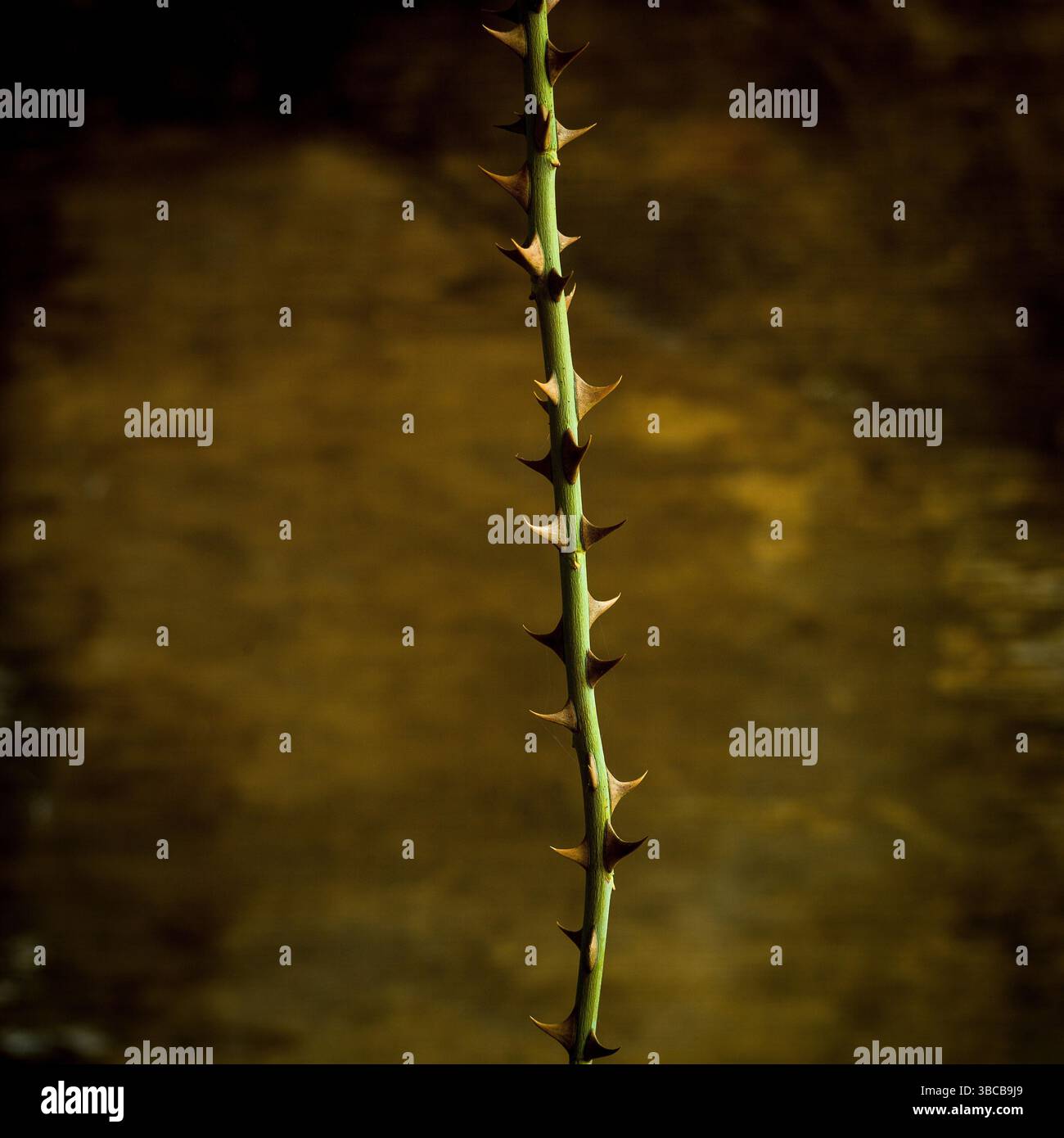 Ein schmaler grüner Stiel steht hoch mit markanten scharfen Dornen Stockfoto