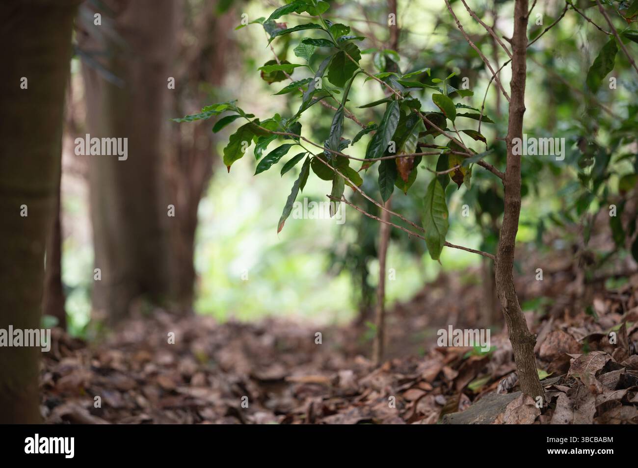 Ein ruhiger Weg führt durch einen dichten Wald, flankiert von üppigen grünen Pflanzen und verstreuten Blättern auf dem Boden. Stockfoto