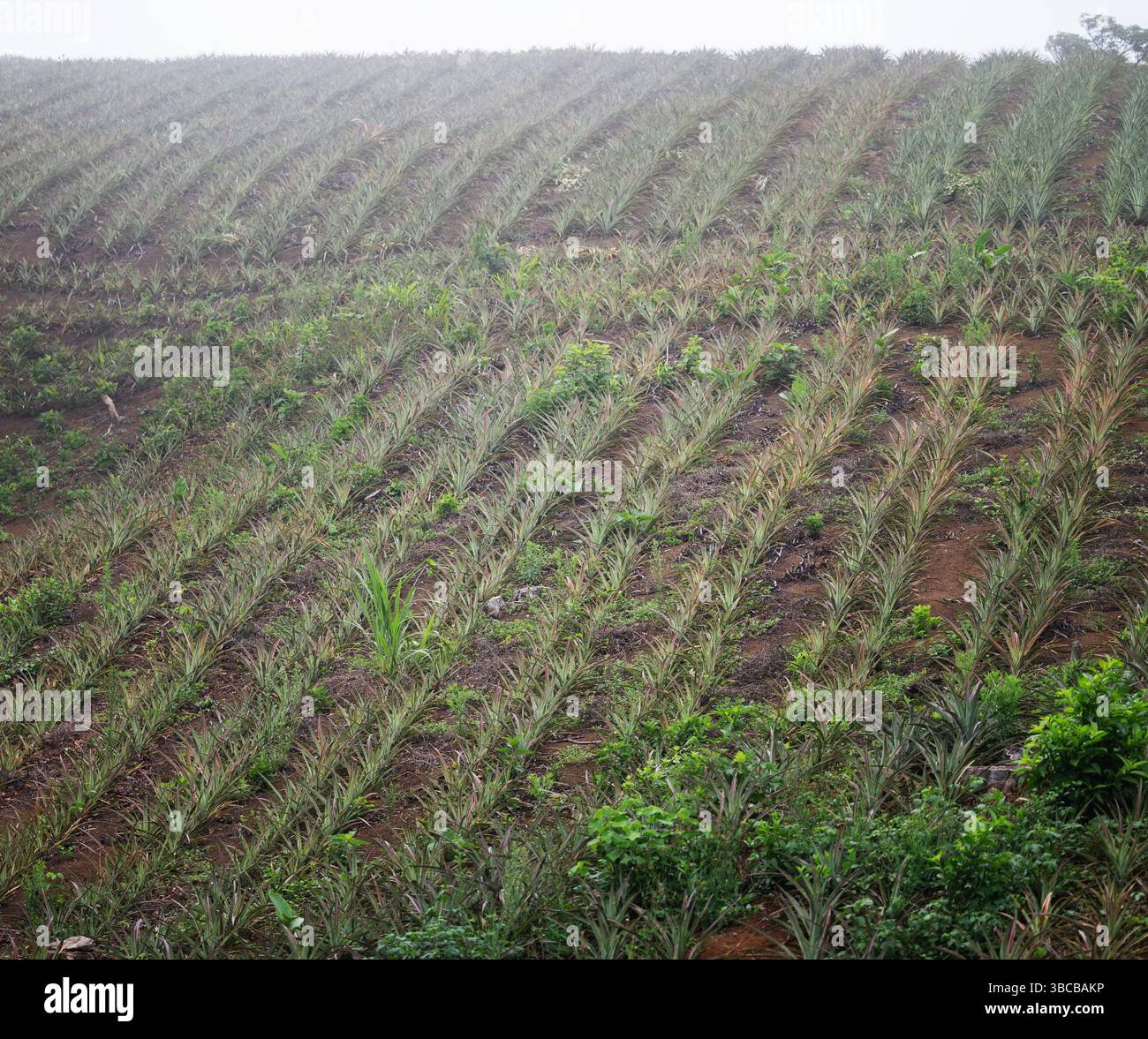Reihen lebendiger Ananaspflanzen erstrecken sich über hügeliges Gelände, umgeben von Morgennebel und zeigen landwirtschaftlich schöne Schönheit. Stockfoto