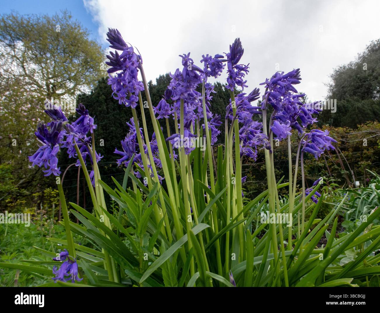 Glockenblumen in voller Blüte aus einem niedrigen Winkel betrachtet. Stockfoto