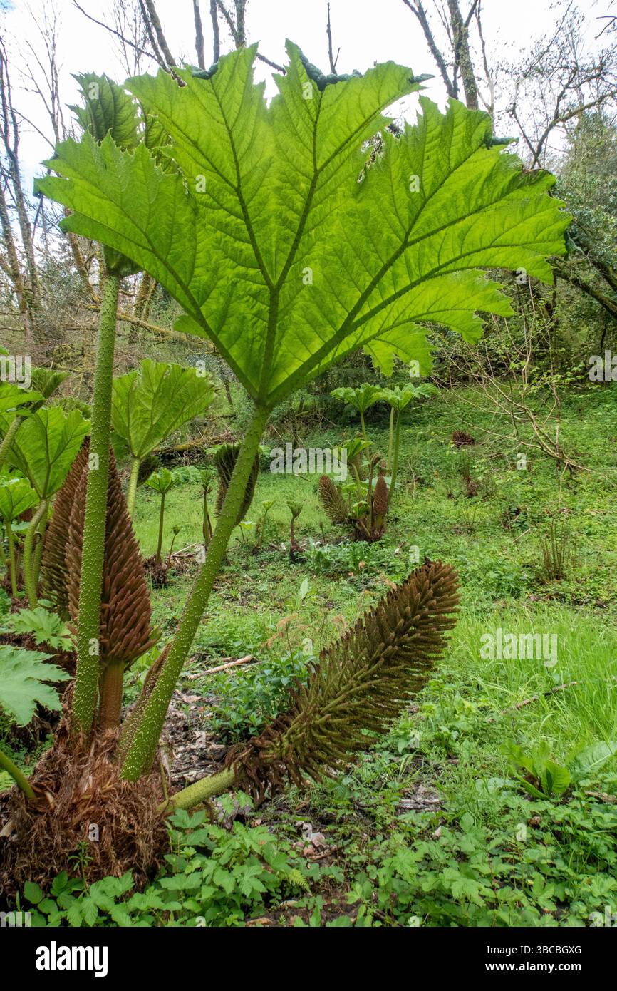 Massen von Gunnera Gunneraceae an einem schattigen Ort in der Nähe von Dartmoor, Devon Stockfoto