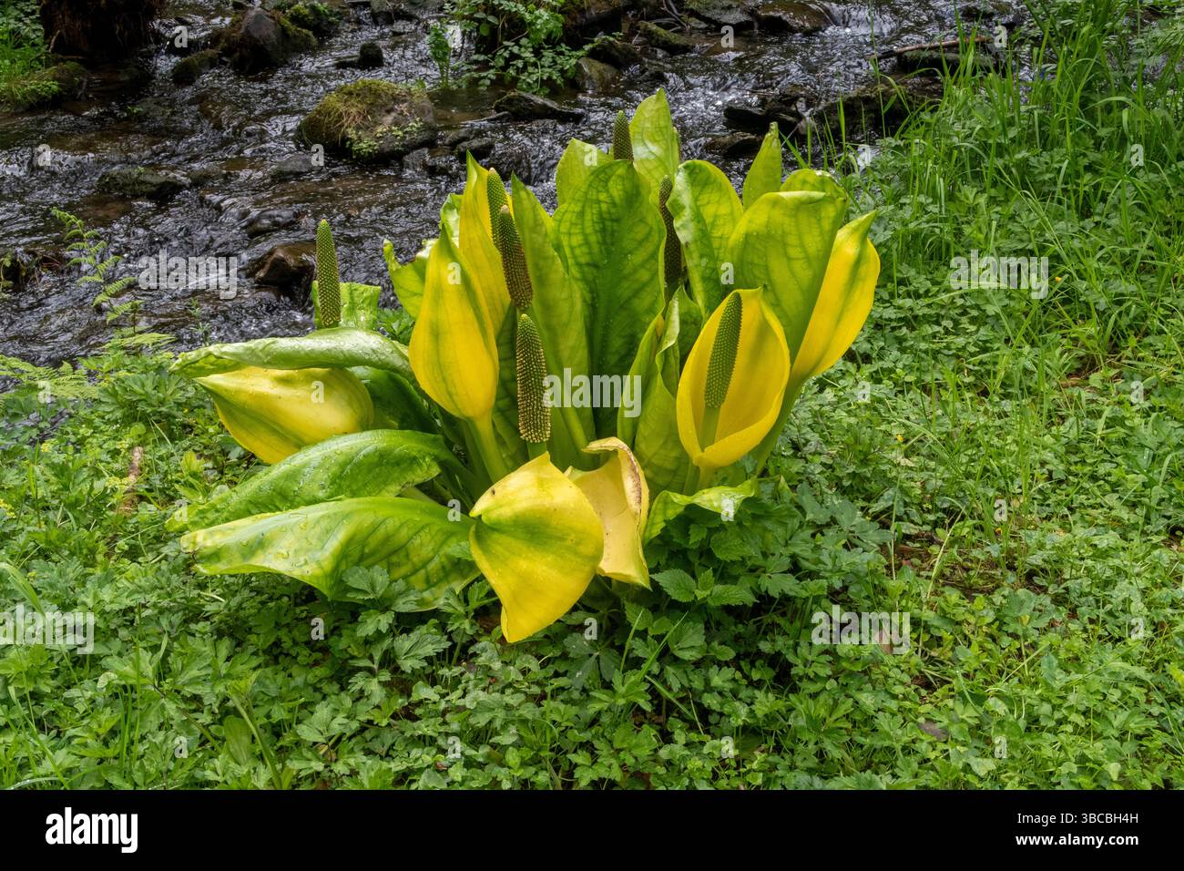 Westlicher Skunk-Kohl, amerikanischer Skunk-Kohl, Symplocarpus. Übel riechende und invasive Pflanze, die normalerweise in Bächen gefunden wird Stockfoto