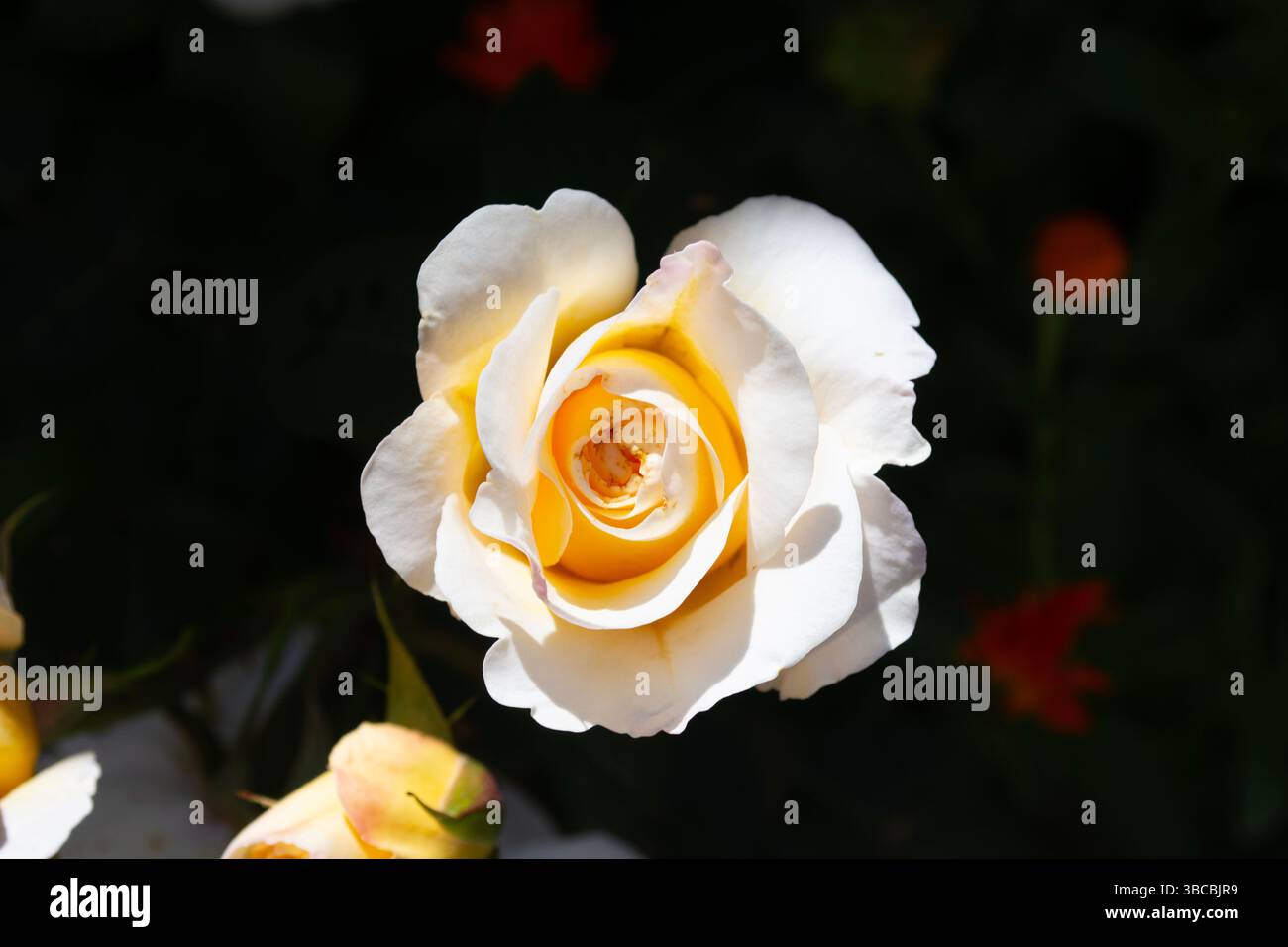 Eine schöne und zarte beige Rosenknospe, eine Gartenblume, die im Frühling blüht. Ein Symbol der Liebe. Gartenblumen im Frühling. Stockfoto