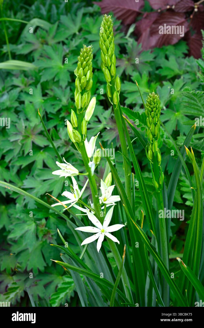 Weiße Frühlingsblumen der Camassia leichtlinii subsp. Leichtlinii oder Quamas, UK Garden May Stockfoto