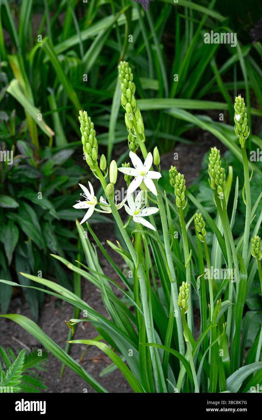 Weiße Frühlingsblumen der Camassia leichtlinii subsp. Leichtlinii oder Quamas, UK Garden May Stockfoto