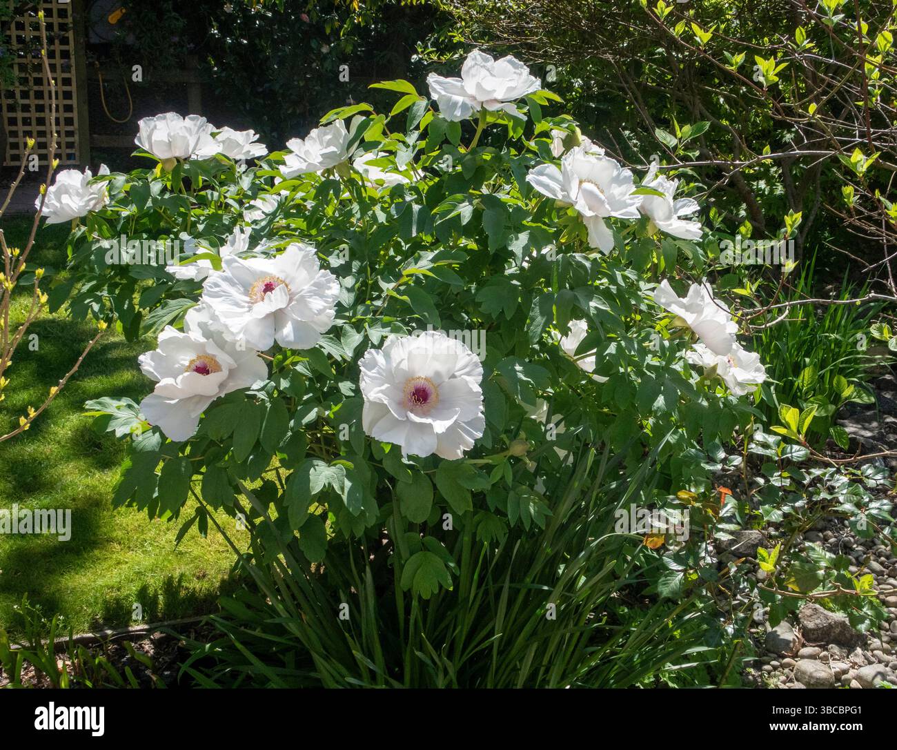Weiß Baum Pfingstrose in Blüte. Peonia suffruticosa Weiss Stockfoto