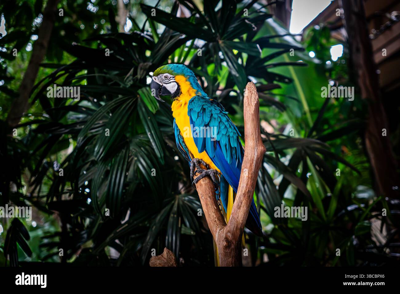 Farbenfroher Papagei, der auf einem Zweig sitzt, umgeben von lebhaftem Grün in einer tropischen Waldlandschaft. Stockfoto