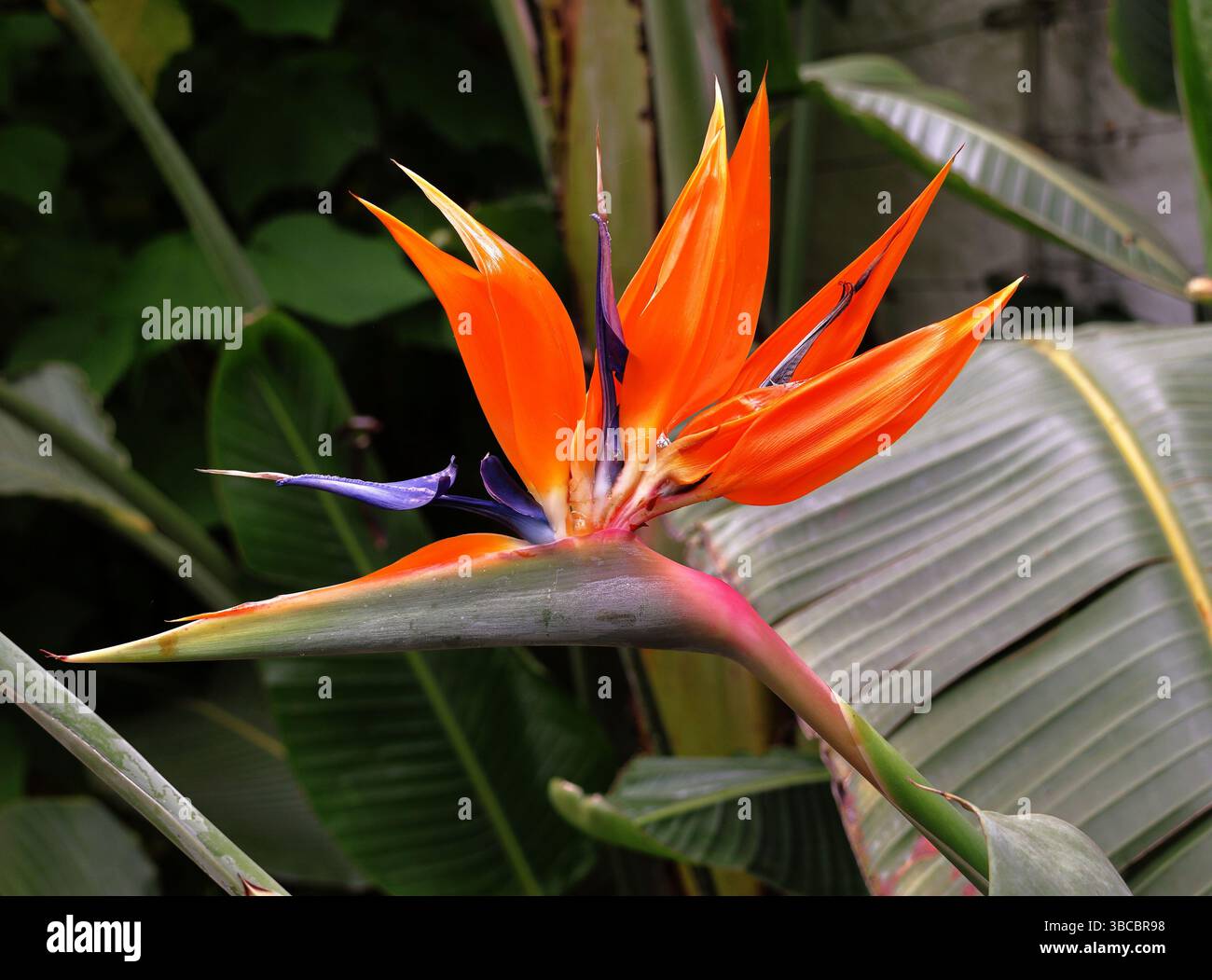 Strelitzia Reginae die Paradiesvogel-Blume, eine ausdauernde Blume aus Südafrika Stockfoto