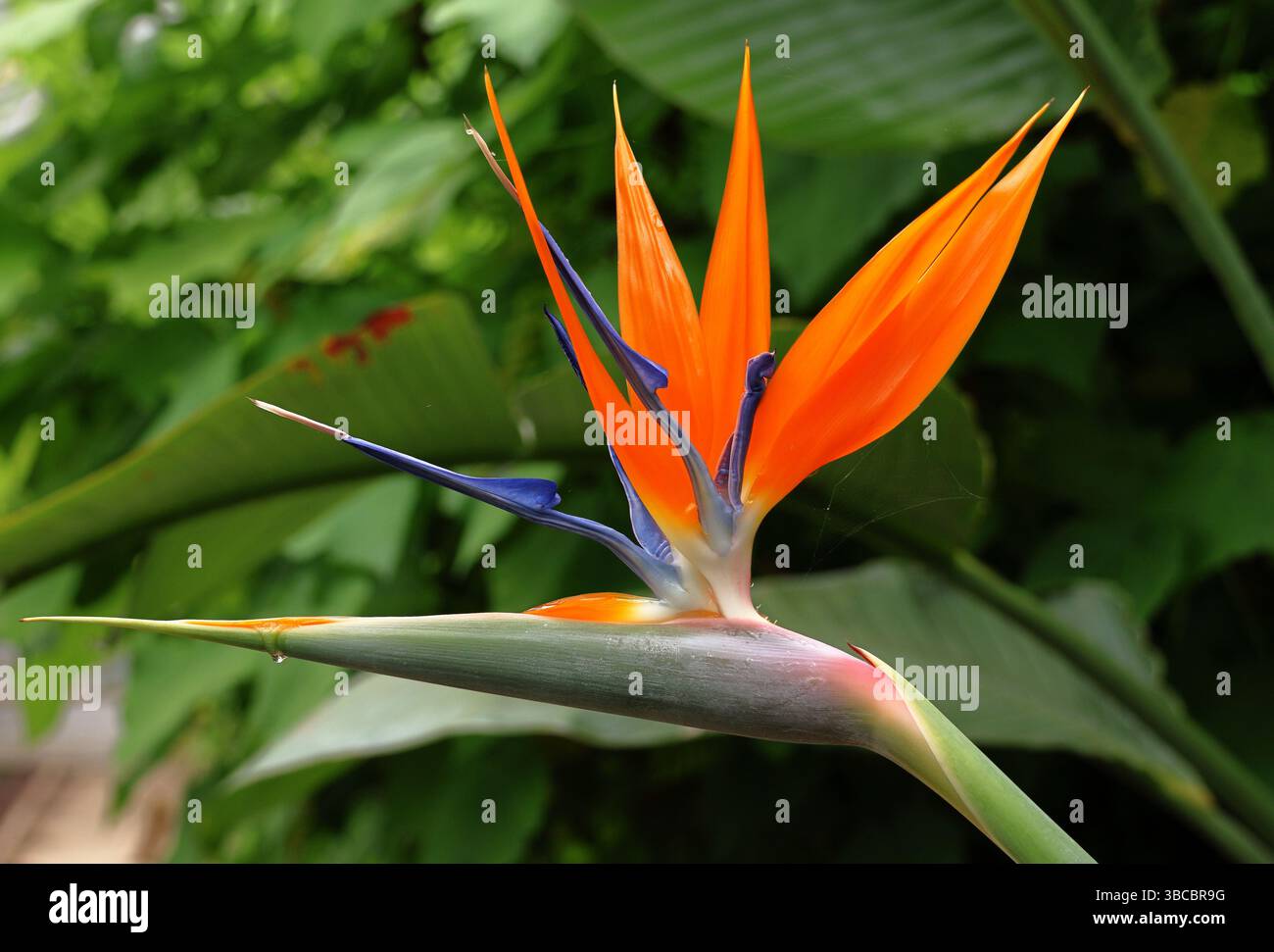 Strelitzia Reginae die Paradiesvogel-Blume, eine ausdauernde Blume aus Südafrika Stockfoto