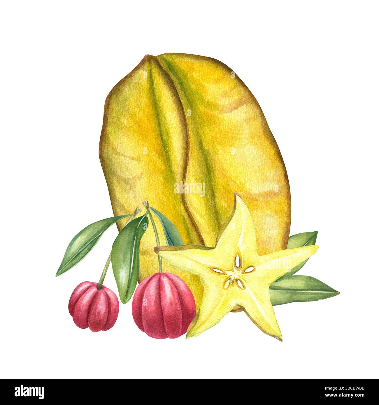 Aquarellfarbe ganze Sternfrucht, sternförmige Scheibe und antioxidative reiche Acerola-Beeren Zusammensetzung isolierter Hintergrund. Tropische Sommerfrüchte Stockfoto