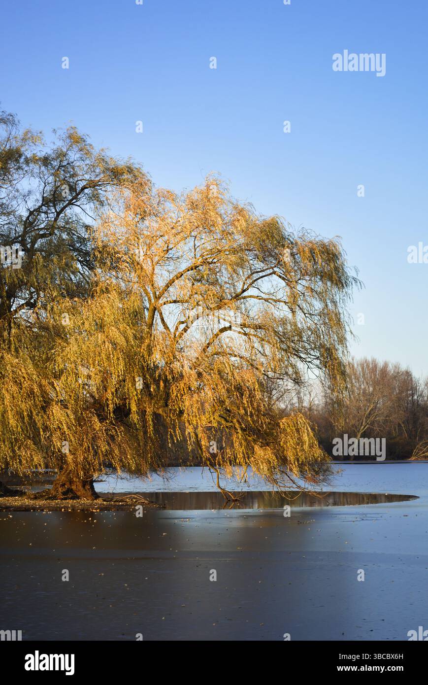 Weidenbaum im Herbst hängt über einem See Stockfoto