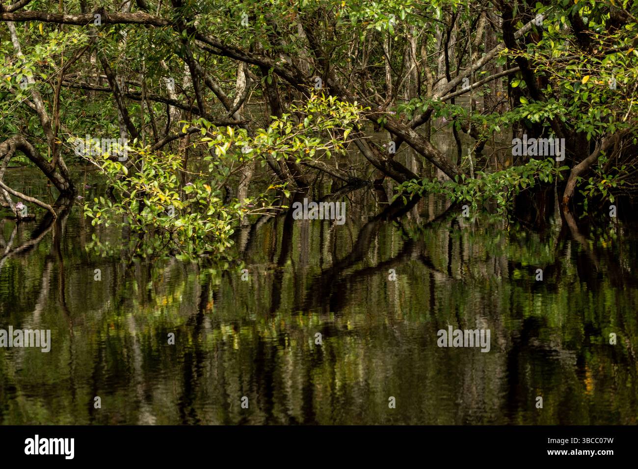 Schwarzwasser überflutete Wälder des Amazonasbeckens. Dieser besondere Lebensraum ist ein schwarzwassersumpf, langsam bewegendes Wasser, dunkel wie Tee, aber klar. Stockfoto
