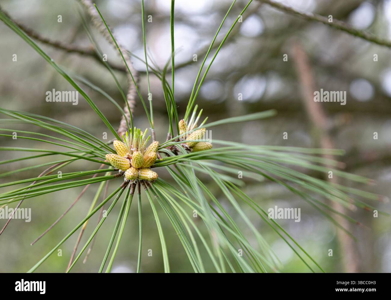Entstehende Tannenzapfen, umgeben von Nadeln und Ästen, mit verschwommenem Hintergrund, in natürlichem Licht. Stockfoto