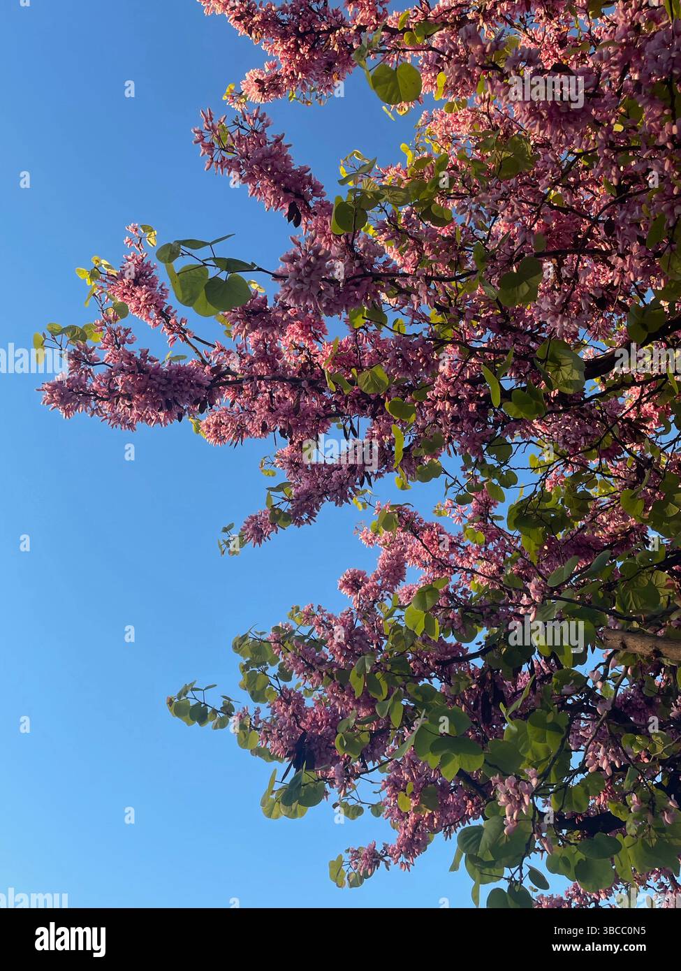 Blühender rosafarbener Baum vor einem klaren blauen Himmel, der das Wesen des Frühlings in voller Farbe und Licht einfängt. - Smartphone-aufgenommenes Stockfoto