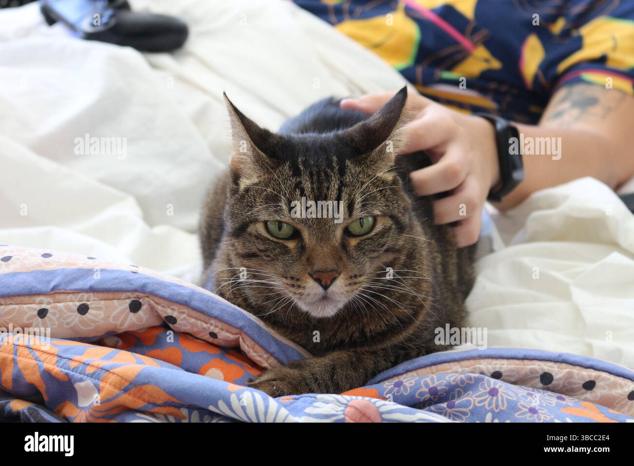 Hauskatzen: Sie sind verspielt, sehr unabhängig, neugierig und können stur sein, aber sie sind auch extrem freundlich und liebevoll Stockfoto