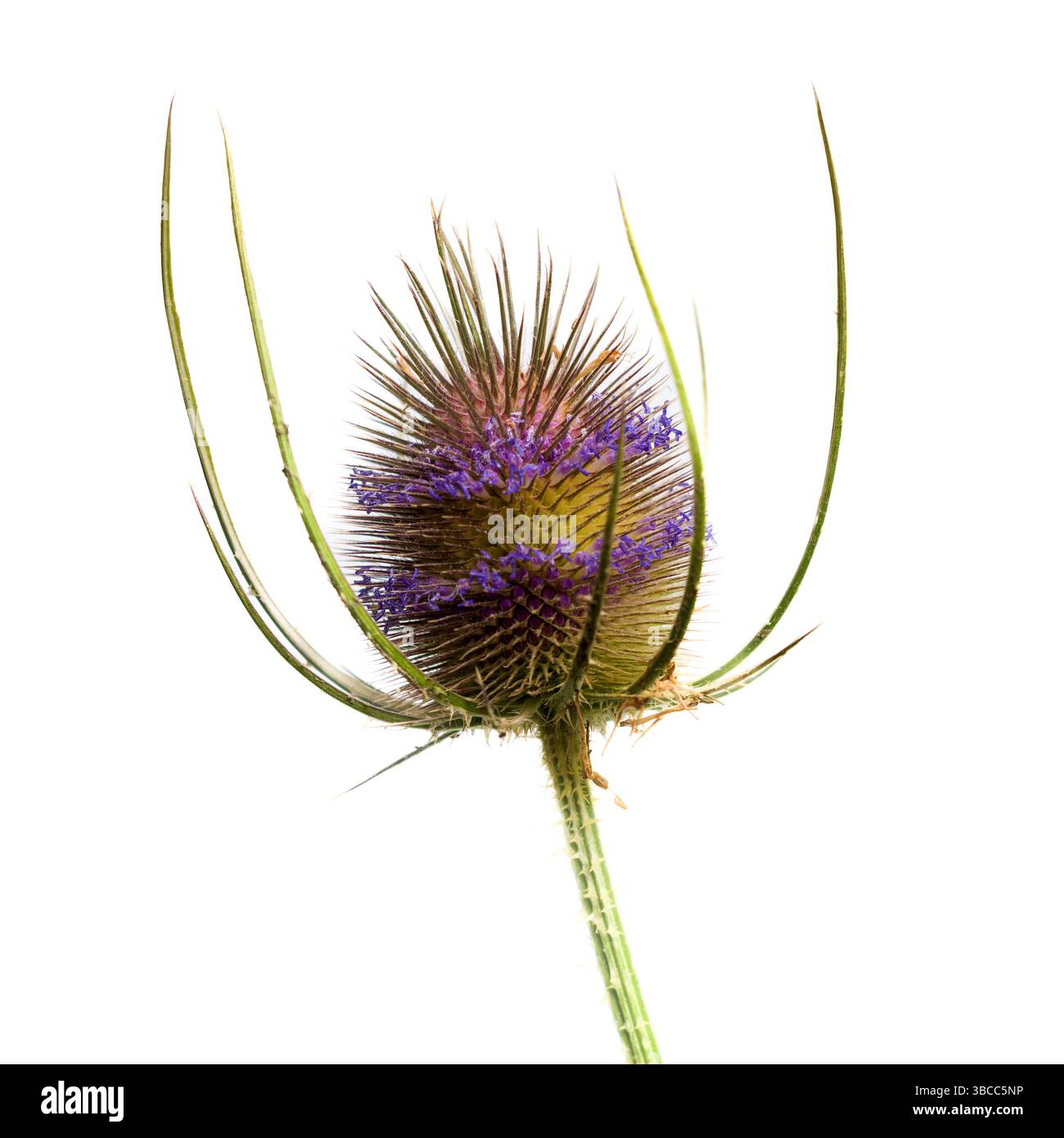 Diese markante Distelpflanze zeigt leuchtende lila Blüten, umgeben von spitzen Brakts Stockfoto