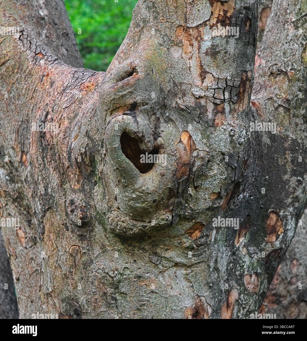 Ein herzförmiger Knoten in einem alten Baumstamm, der im Laufe der Zeit natürlich geformt wurde – ein einfaches, markantes Detail, das im Wald zu finden ist. Arten, möglicherweise Ficus-Familie (Feigen) Stockfoto