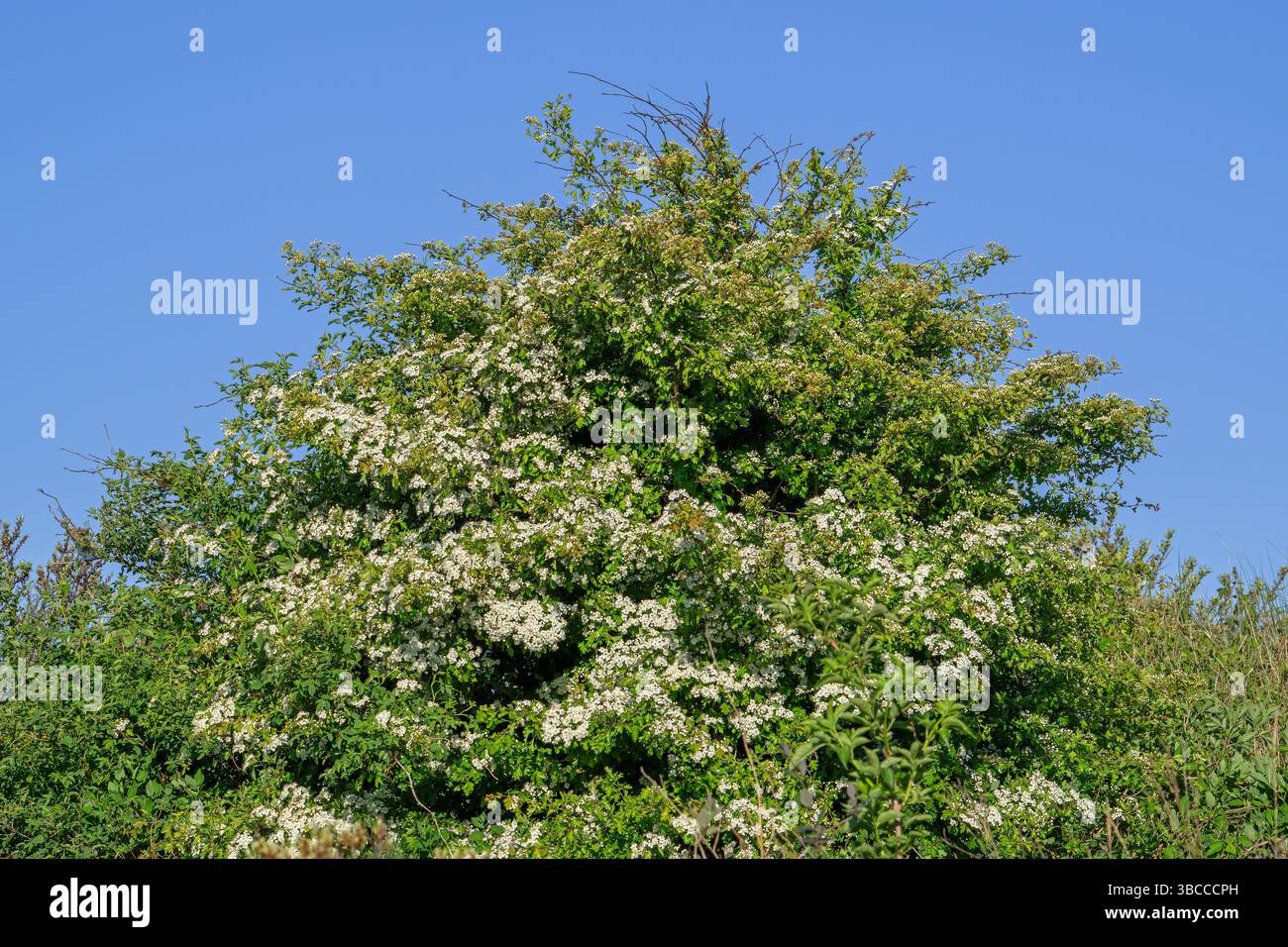 Blühender gemeiner Weißdorn / Weißdorn / einsamiger Weißdorn / einsagender Weißdorn (Crataegus monogyna) mit weißen Hermaphroditblüten im Frühjahr Stockfoto