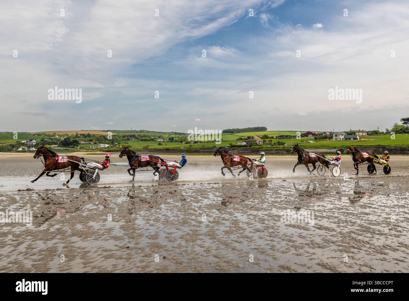 Harness Racing am Harbour View Beach, West Cork, Irland. Stockfoto
