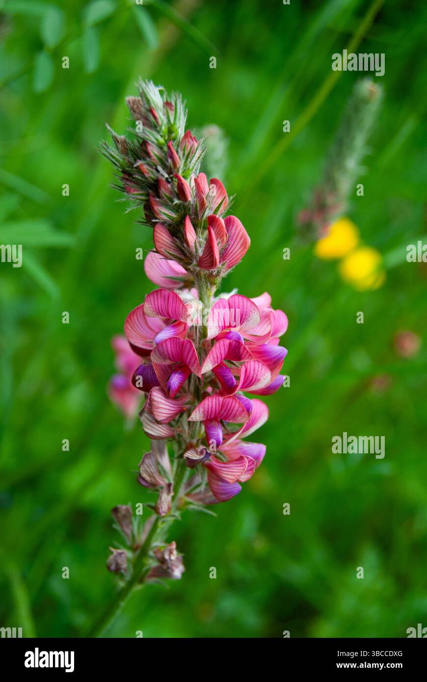 Leuchtend rosa Wildblume, die sich vor einem natürlichen Hintergrund abhebt. Stockfoto