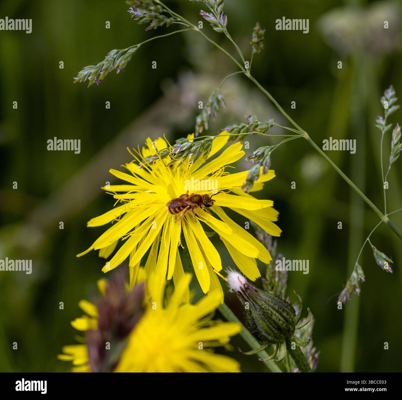 Weibliche Goldfurchenbiene Halictus subauratus an einer rauen Karettblüte Stockfoto