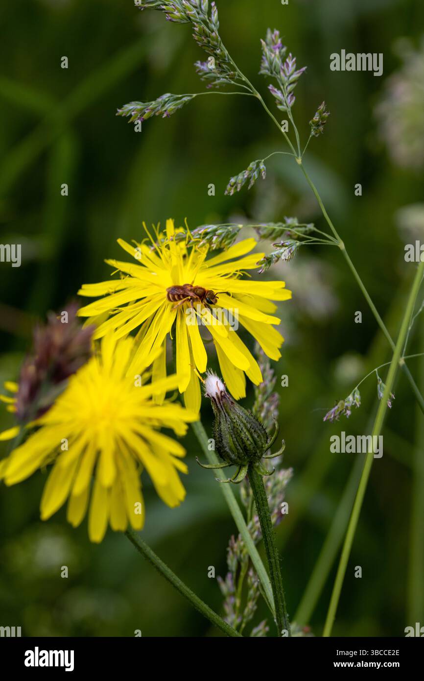 Weibliche Goldfurchenbiene Halictus subauratus an einer rauen Karettblüte Stockfoto
