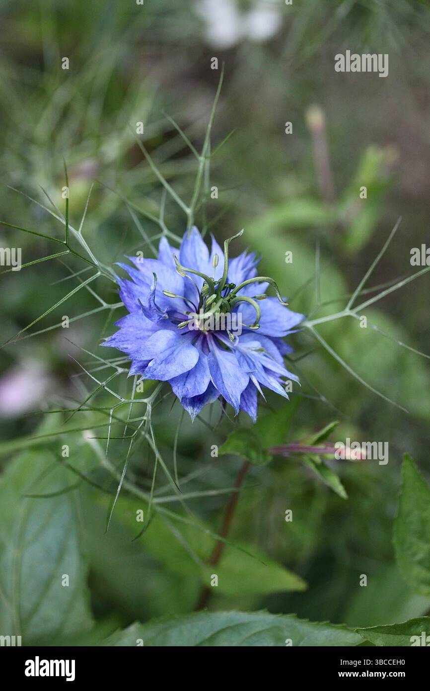 Nahaufnahme einer blauen Nigella Damascena-Blüte, auch bekannt als Love-in-a-Mist, mit gefiedertem Laub. Stockfoto