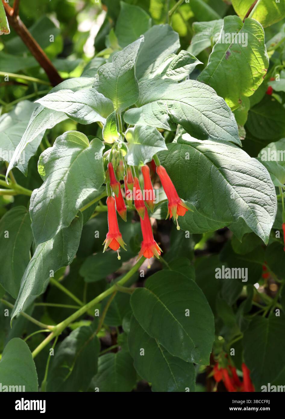 Brillante Fuchsia, Fuchsia fulgens, Onagraceae. Nord- und Zentralmexiko und Zentralamerika. Es ist ein Laub, aufrechter, sich ausbreitender Sträucher. Stockfoto