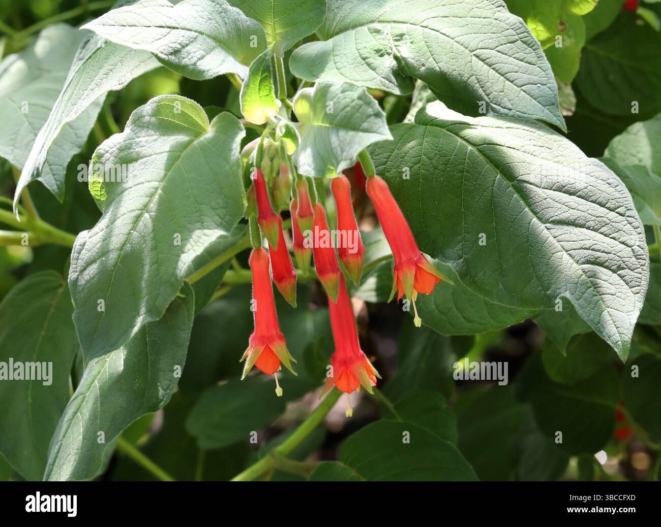 Brillante Fuchsia, Fuchsia fulgens, Onagraceae. Nord- und Zentralmexiko und Zentralamerika. Es ist ein Laub, aufrechter, sich ausbreitender Sträucher. Stockfoto