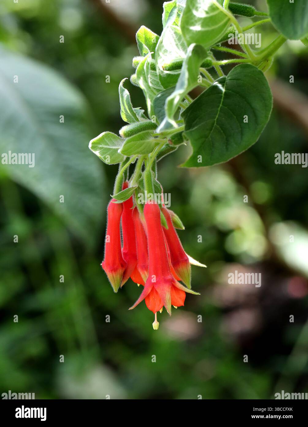 Brillante Fuchsia, Fuchsia fulgens, Onagraceae. Nord- und Zentralmexiko und Zentralamerika. Es ist ein Laub, aufrechter, sich ausbreitender Sträucher. Stockfoto