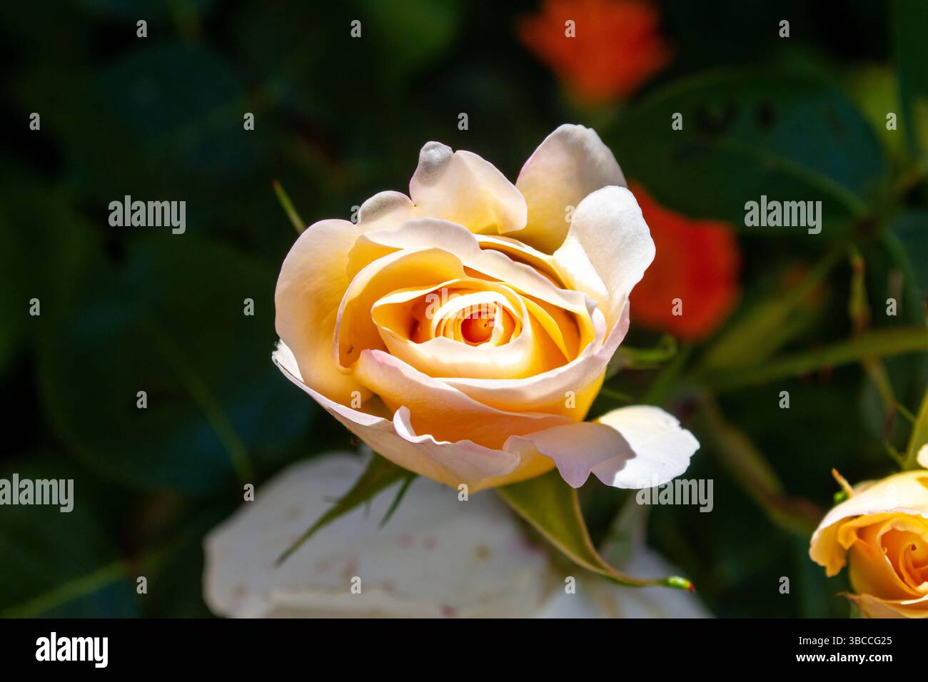 Eine schöne und zarte beige Rosenknospe, eine Gartenblume, die im Frühling blüht. Ein Symbol der Liebe. Gartenblumen im Frühling. Stockfoto