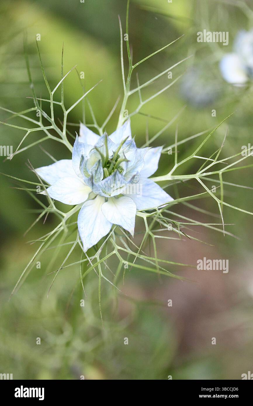Zarte Nigella-Blüte umrahmt von feinem grünen Laub Stockfoto