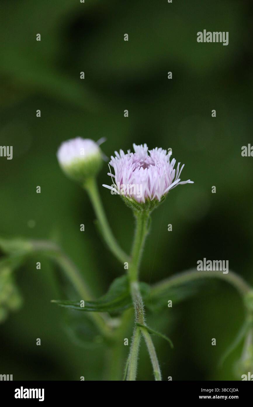 Auftauchende Lavendelwildblume in der Frühblüte Stockfoto