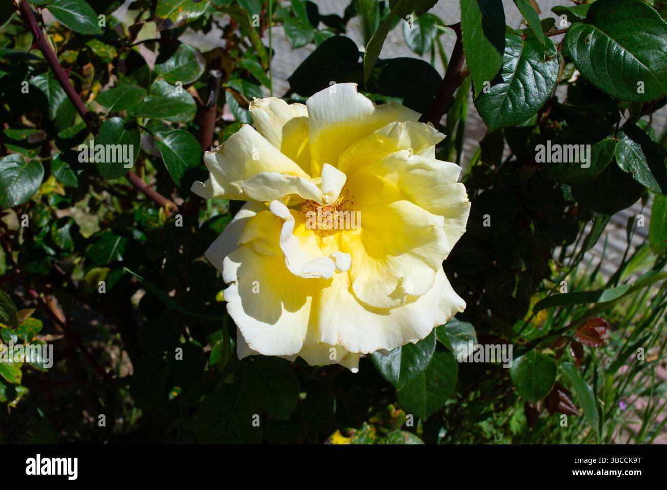 Eine schöne und zarte gelbe Rose im Garten. Duftende Gartenblumen im Frühling. Stockfoto