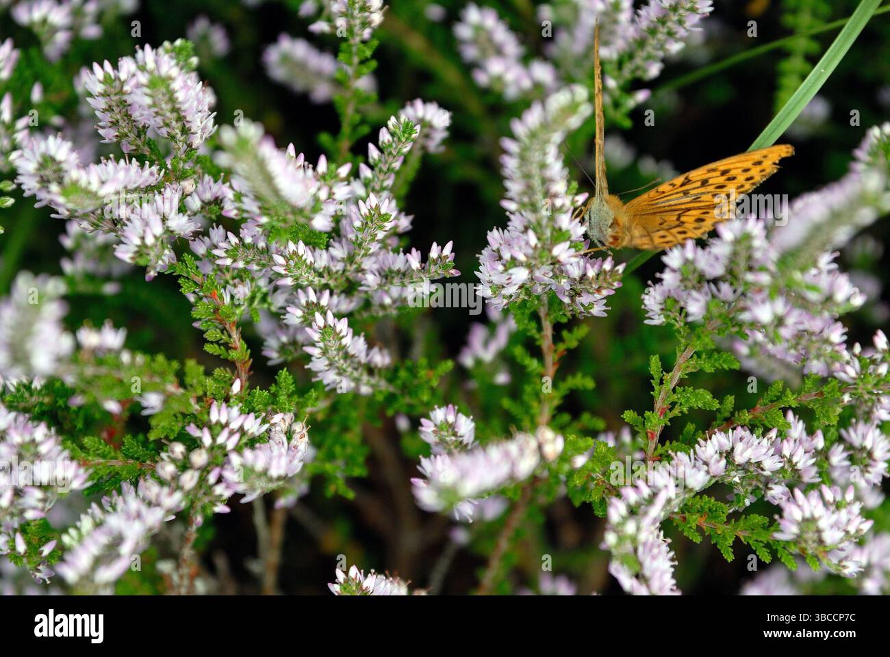 Schmetterling auf Blume in natürlicher Umgebung – detaillierte Nahaufnahme Stockfoto