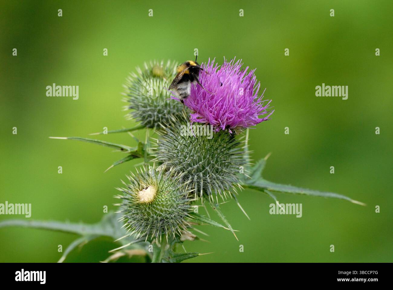 Hummel auf blühender Distelblume – Makroaufnahme in natürlicher Umgebung Stockfoto