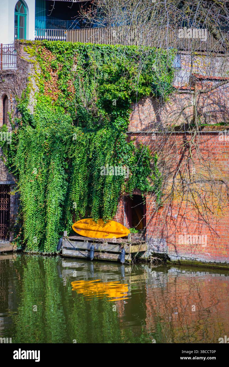 Ein hellgelbes Boot liegt auf einem kleinen hölzernen Dock an einer mit Efeu bewachsenen Ziegelmauer, die ein lebendiges Spiegelbild im ruhigen Kanalwasser in Gent, Bel, wirft Stockfoto