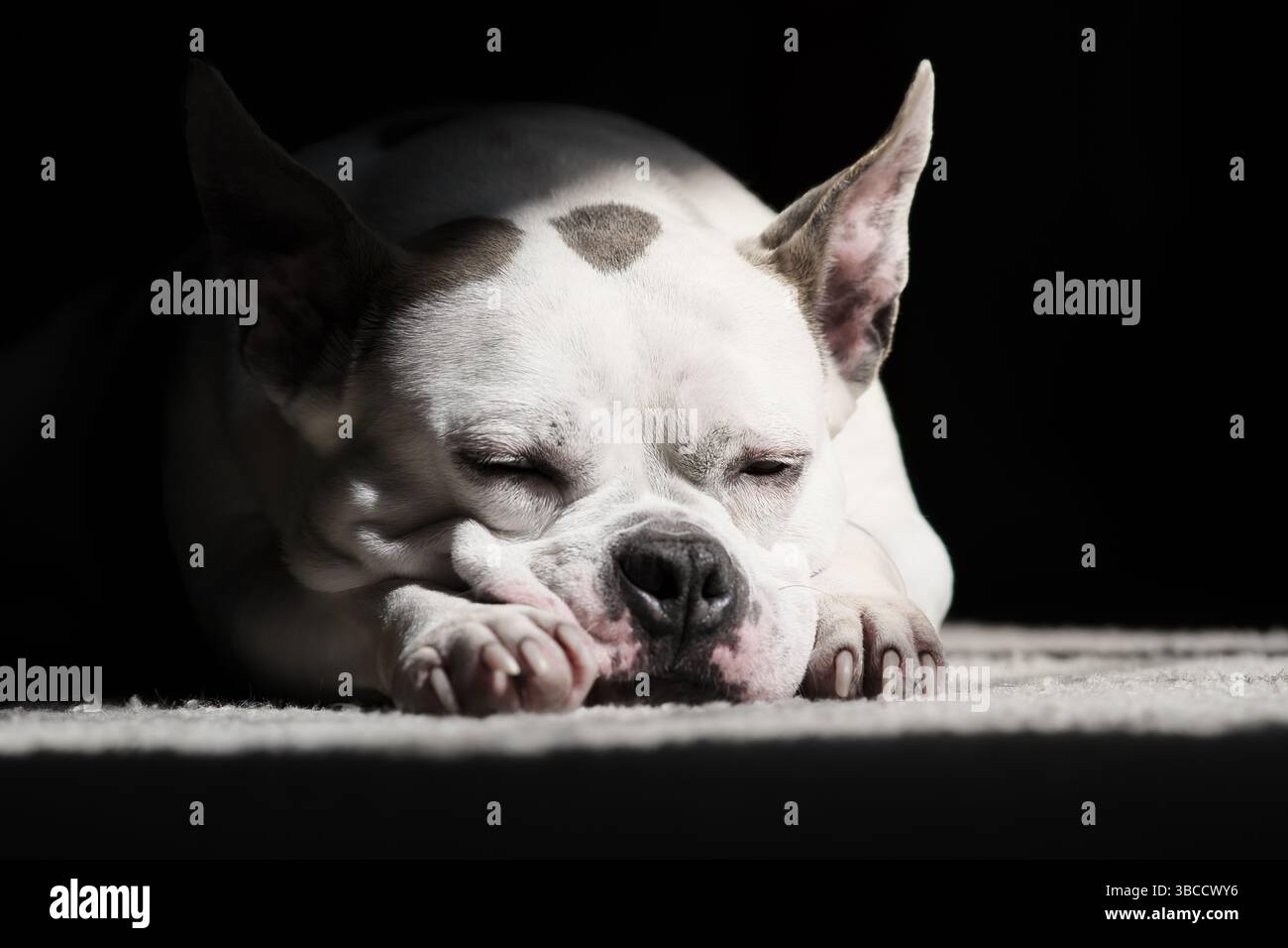 Eine weiße und braune Bulldogge schläft friedlich auf einem weißen Teppich, in Sonnenlicht getaucht. Stockfoto