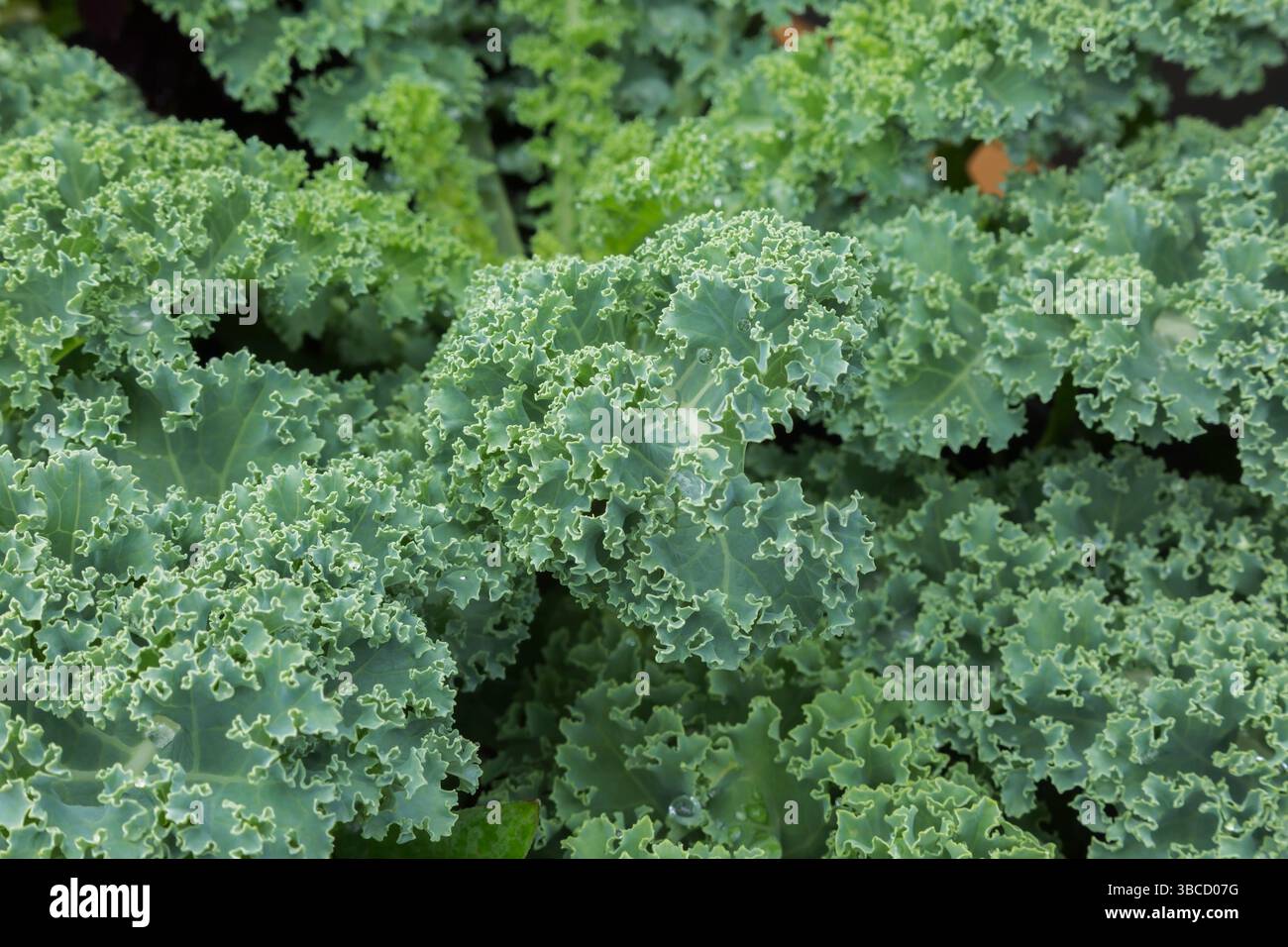 Nahaufnahme von Brassica oleracea - Curly Grünkohl im Sommer. Stockfoto