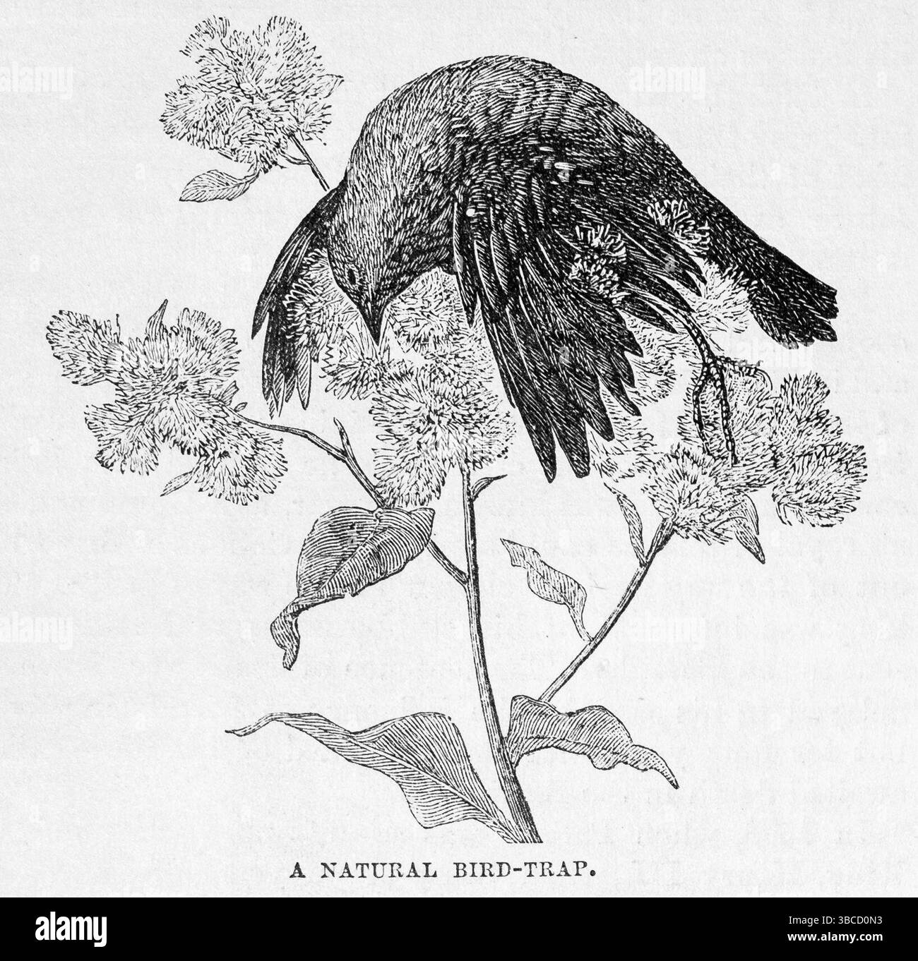 Eine natürliche Vogelfalle (1878). Zeigt einen toten Vogel, der auf einer Klette gefangen wurde. Illustration aus dem 19. Jahrhundert von Frank Leslie's Popular Monthly Stockfoto
