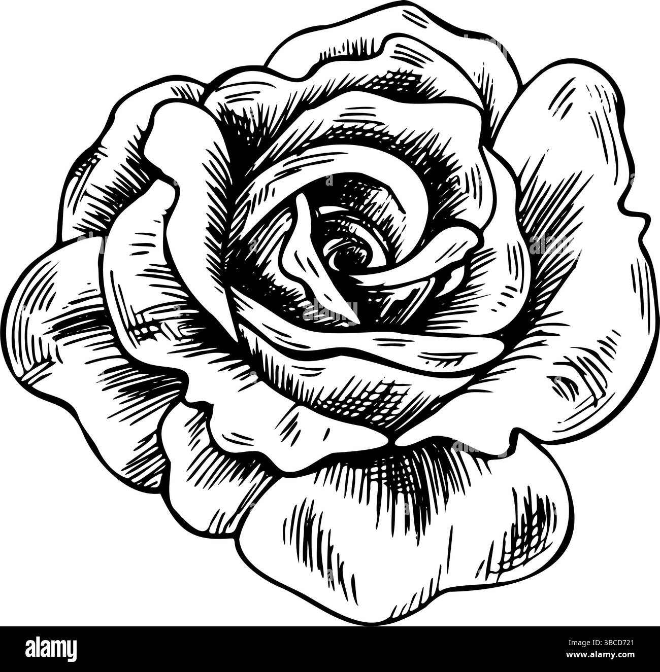 Eine wunderschöne Knospe einer offenen Rose mit großen Blütenblättern. Grafik Linie Kunst Hand gezeichnet Tinte schwarz-weiß Illustration Vektor Clip Art. Blume des isolierten Objekts Stock Vektor